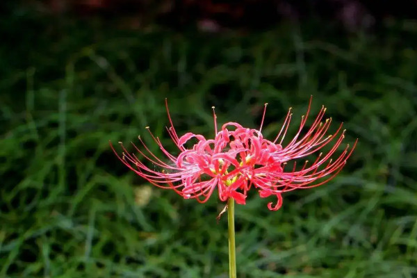 彼岸花的花语是什么意思