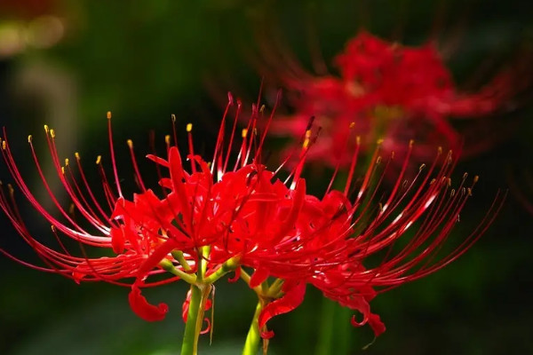 彼岸花的花语是什么意思