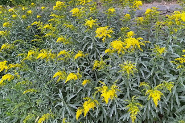 加拿大的一枝黄花是什么花