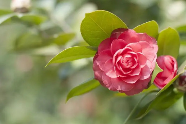 茶花11月份能移栽吗