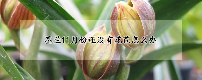 墨兰11月份还没有花苞怎么办