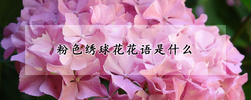 粉色绣球花花语是什么