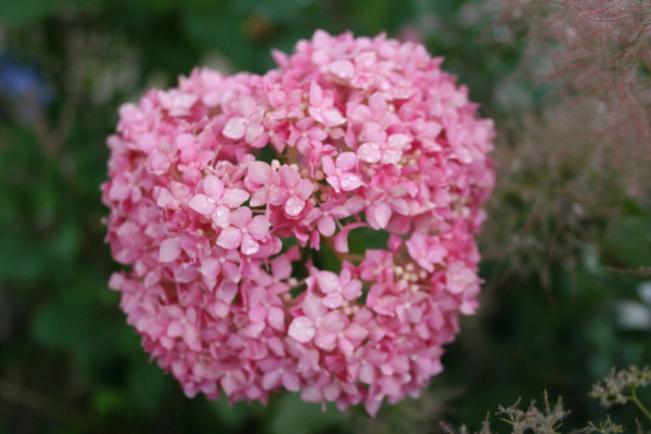 粉色绣球花花语是什么