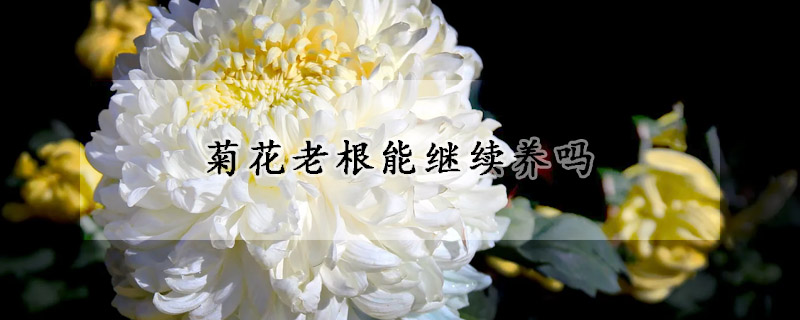 菊花老根能继续养吗