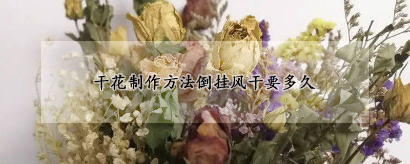 干花制作方法倒挂风干要多久