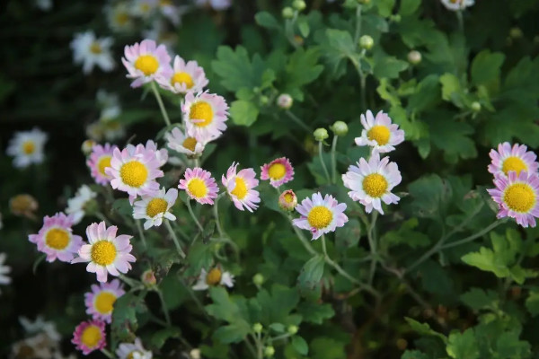 菊花老根能继续养吗