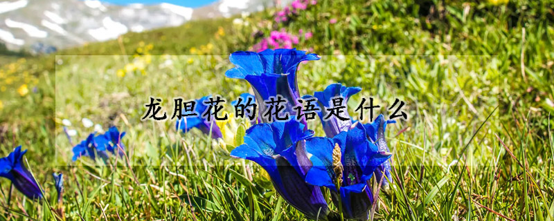 龙胆花的花语是什么