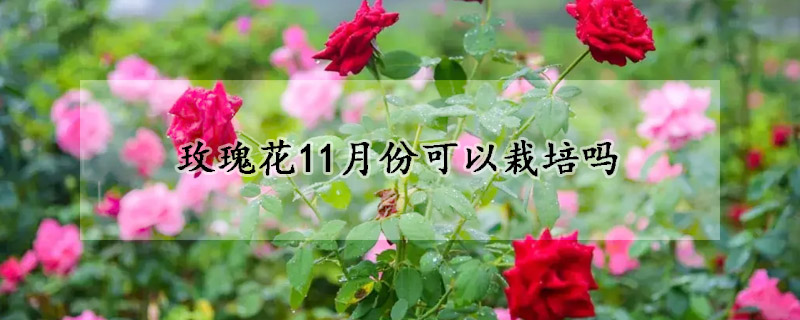 玫瑰花11月份可以栽培吗