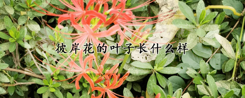 彼岸花的叶子长什么样