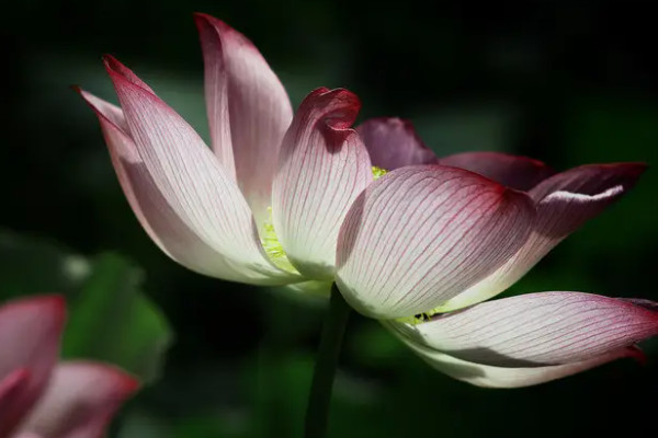 莲花是什么季节开的