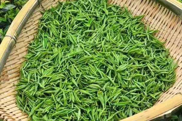毛尖茶属于绿茶吗,毛尖是不是绿茶