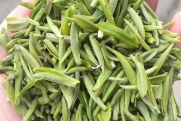 毛尖茶属于绿茶吗,毛尖是不是绿茶