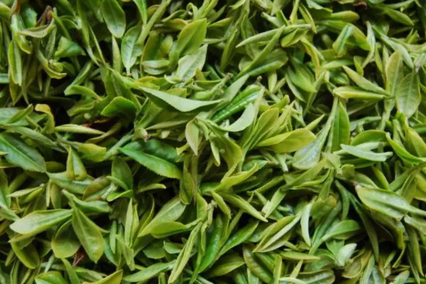 庐山云雾茶属于什么茶,庐山云雾茶是哪种茶