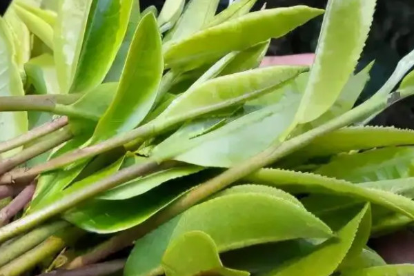 庐山云雾茶属于什么茶,庐山云雾茶是哪种茶