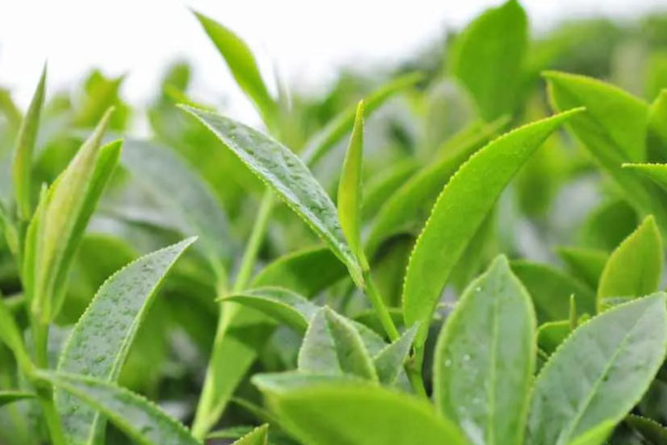 高山茶属于什么茶,高山茶是哪种茶