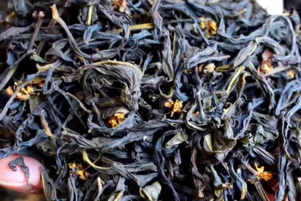 高山茶属于什么茶,高山茶是哪种茶