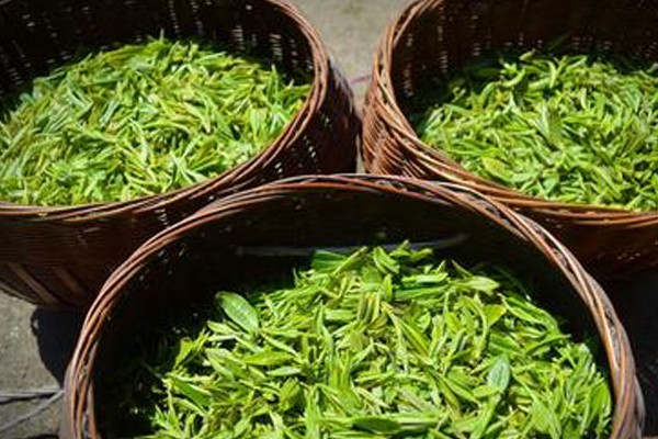 高山茶产地在哪个地方,高山红茶产地哪里