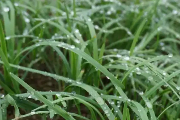 水培韭菜简单种植技术