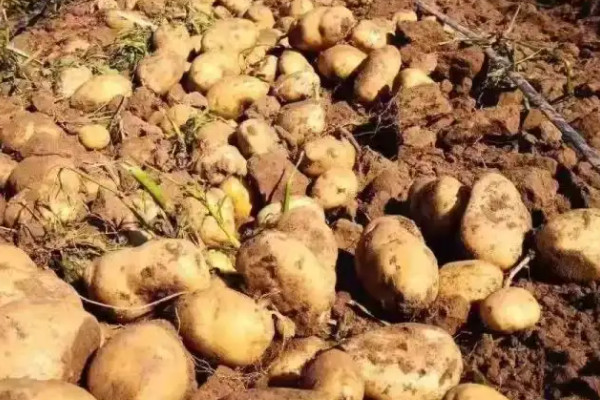 土豆的种植