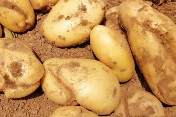 土豆的种植