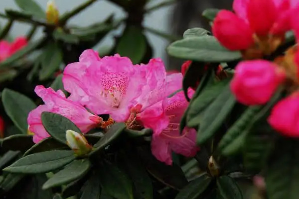 杜鹃花是什么季节开的花