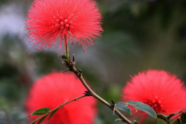 绒仙花是啥