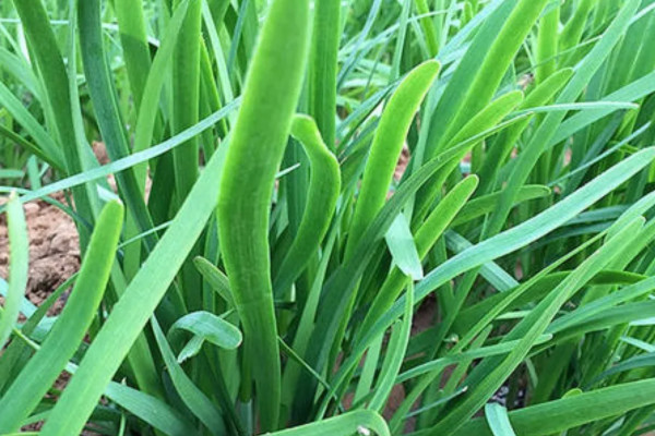 韭菜根种植时间及方法