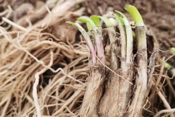 韭菜根种植时间及方法