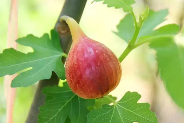 不属于裸子植物的是