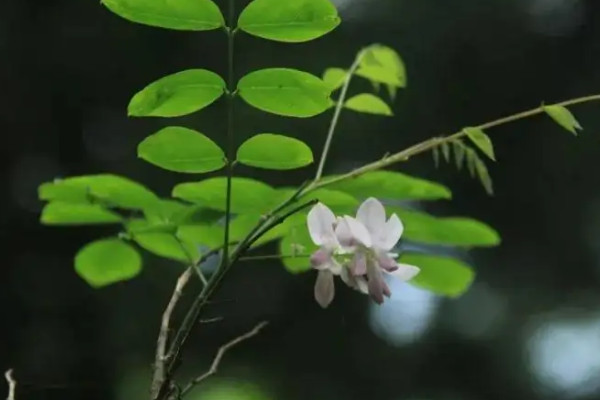 不属于裸子植物的是