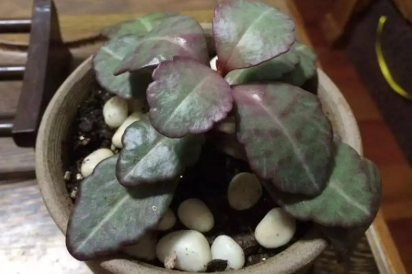 蛭石可以直接种花吗