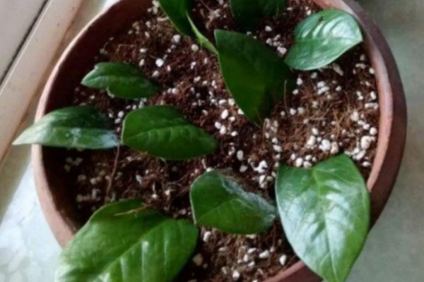蛭石可以直接种花吗