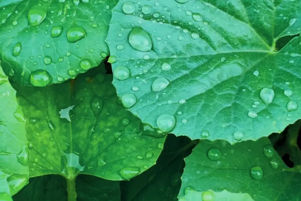 雨水浇花的好处