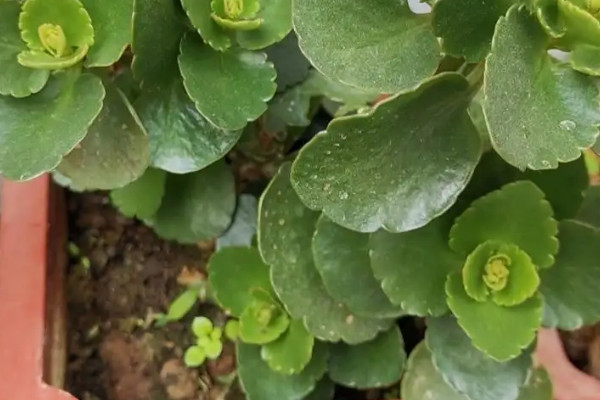 雨水浇花的好处