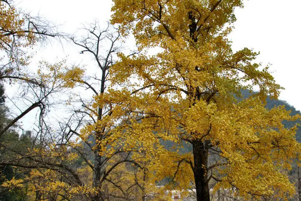 哪一种天气植树成活率高