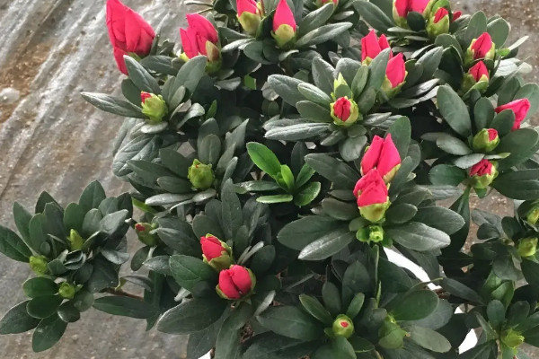 盆景修剪方法