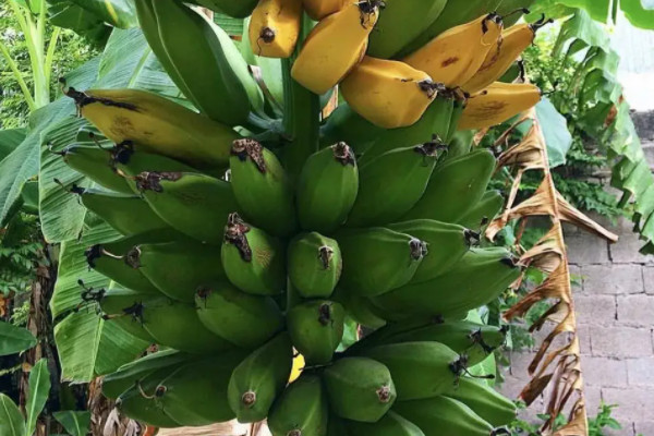 芭蕉在哪个地方盛产,芭蕉产地主要在哪个省
