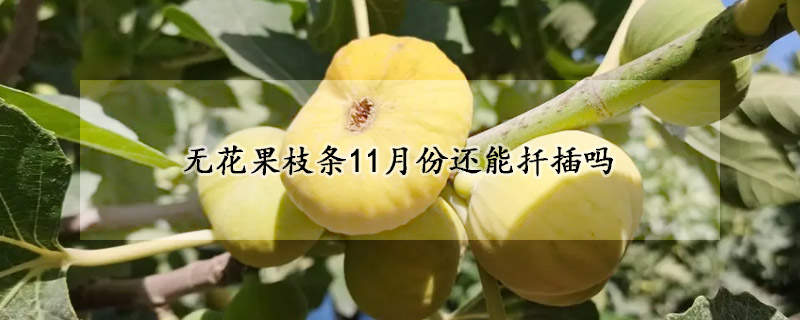 无花果枝条11月份还能扦插吗