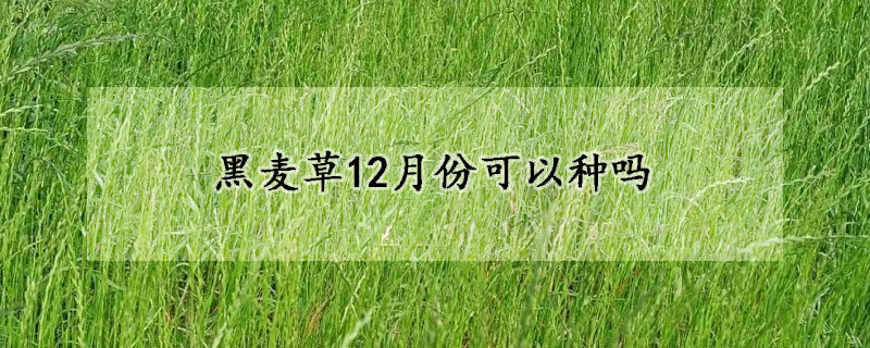 黑麦草12月份可以种吗