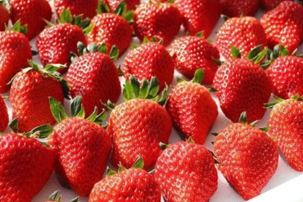 草莓品种排名前十，草莓什么品种最好