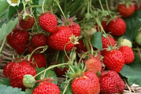 草莓品种排名前十，草莓什么品种最好