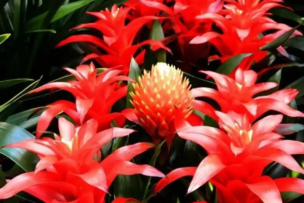 家里再穷也要养这3种花,家里再穷也要养这3种花盆景