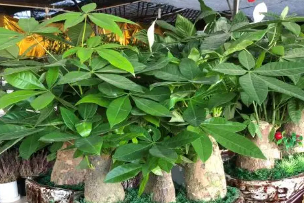 家里再穷也要养这3种花,家里再穷也要养这3种花盆景