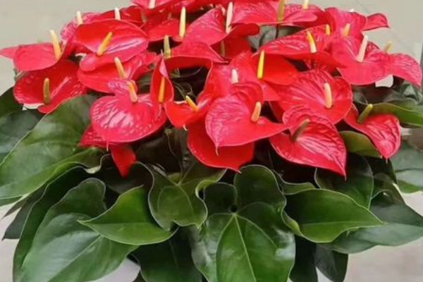 家里再穷也要养这3种花,家里再穷也要养这3种花盆景