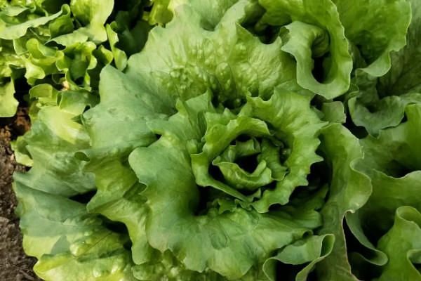 青菜叶子发黄应该施什么肥