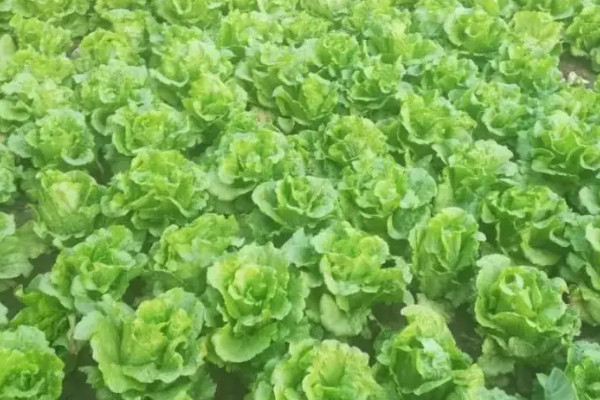 青菜叶子发黄应该施什么肥