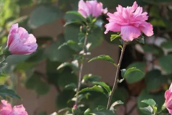 木槿花总招小白飞虫怎么处理