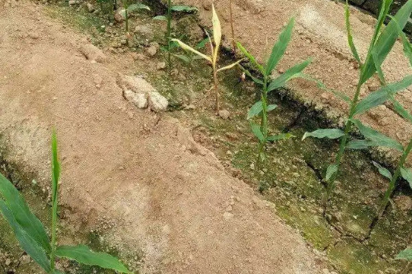 种植生姜的步骤方法和时间