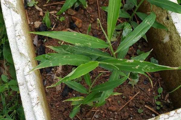 种植生姜的步骤方法和时间