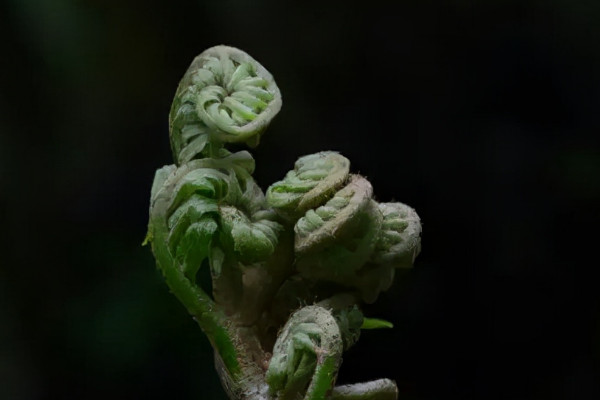 观音莲座蕨是国家保护植物吗